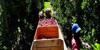 A Tongan seasonal worker dies on Tasmanian berry farm