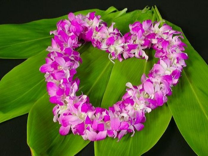 Fisi 'o e Leilani