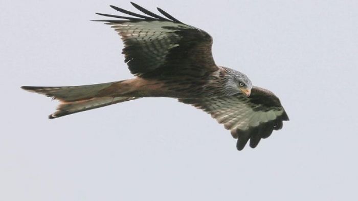 A team of researchers in northern Australia have documented kites and falcons, “firehawks,” intentionally carrying burning sticks to spread fire: It is just one example of western science catching up to Indigenous Traditional Knowledge. (James Padolsey/Unsplash) 