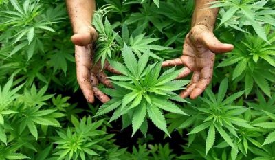 Hemp